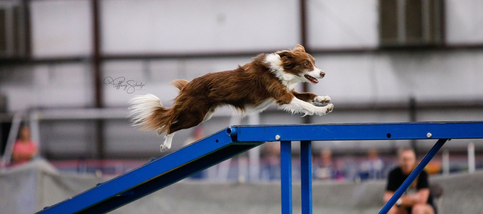 border collie on ramp in us open uki dog agility competition 